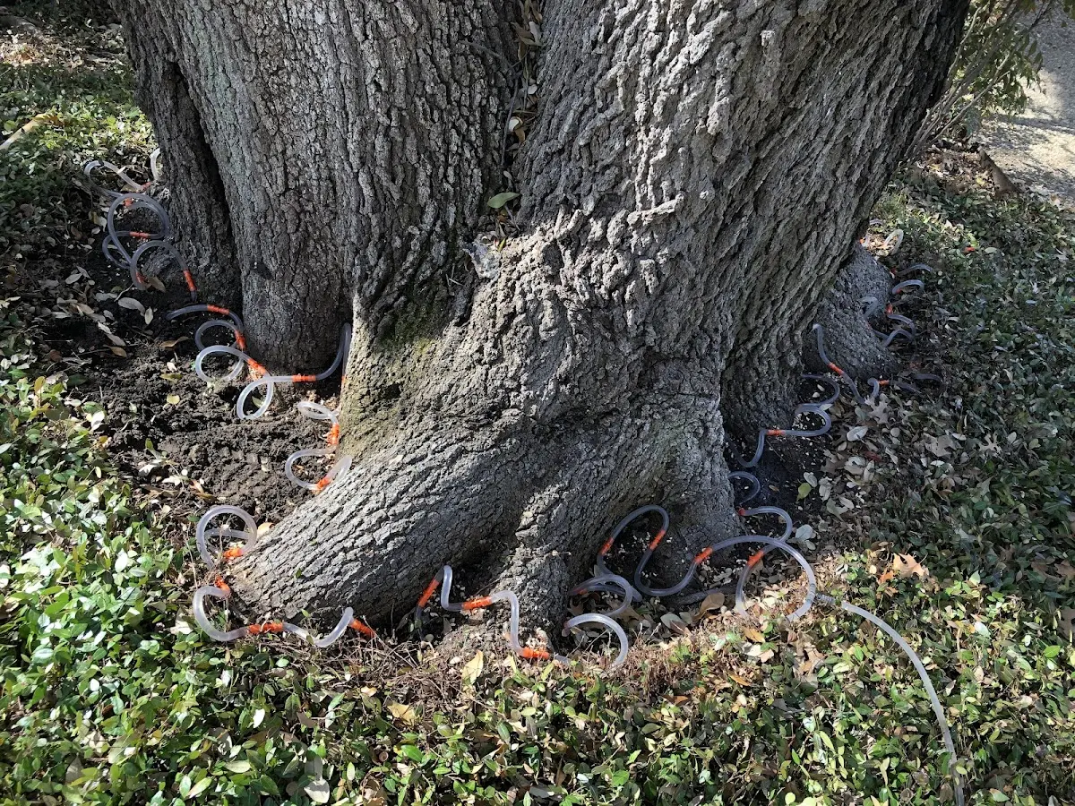 Detailed Tree Cabling and Bracing job site in Aniwa